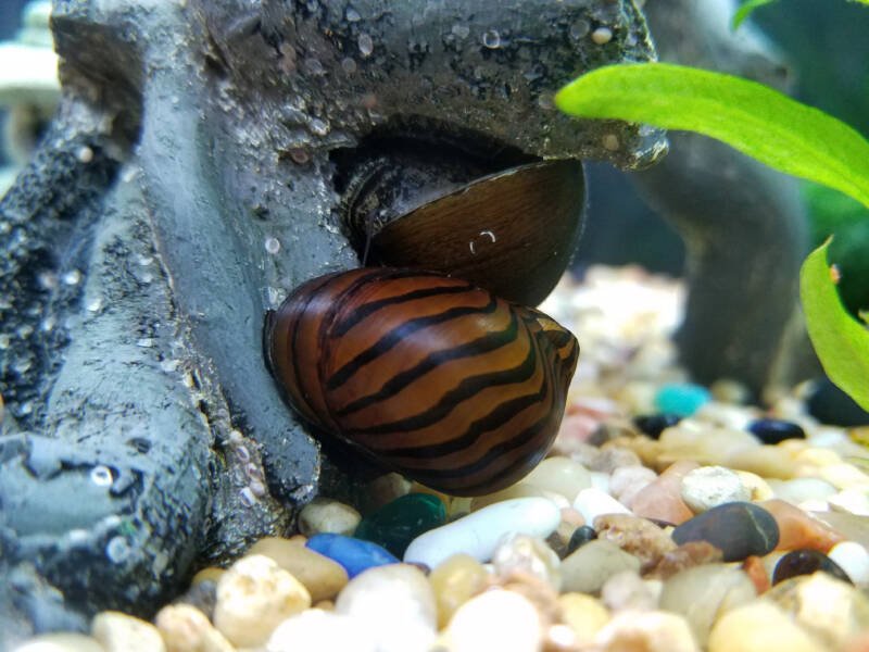 Two elderly nerite snails lounging