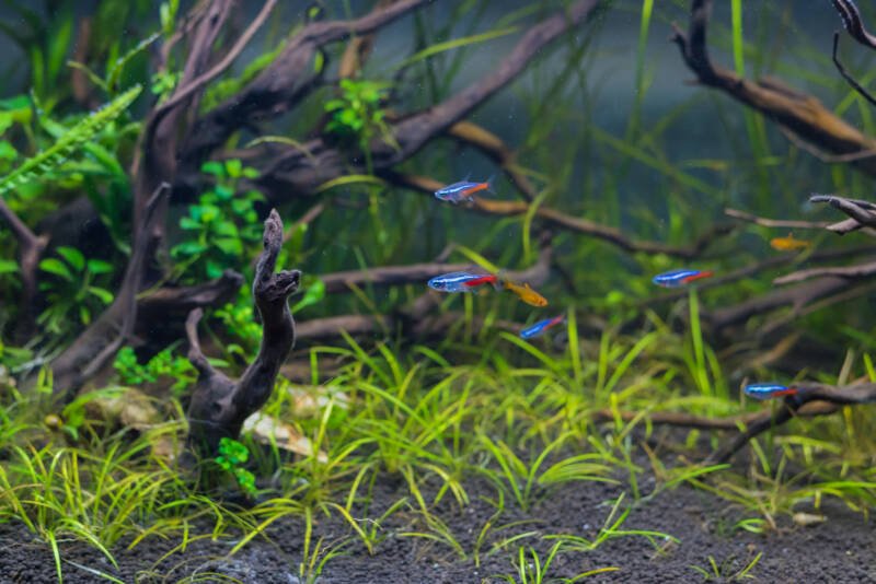 Freshwater decorated aquarium with ember and neon tetras