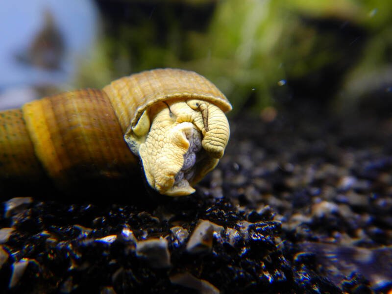 Yellow Tylomelania snail (elephant snail) in tropical aquarium with black sand. Details of the nose and mouth.