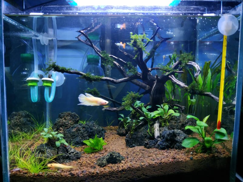 Betta fish and its tank mate in a planted aquascape