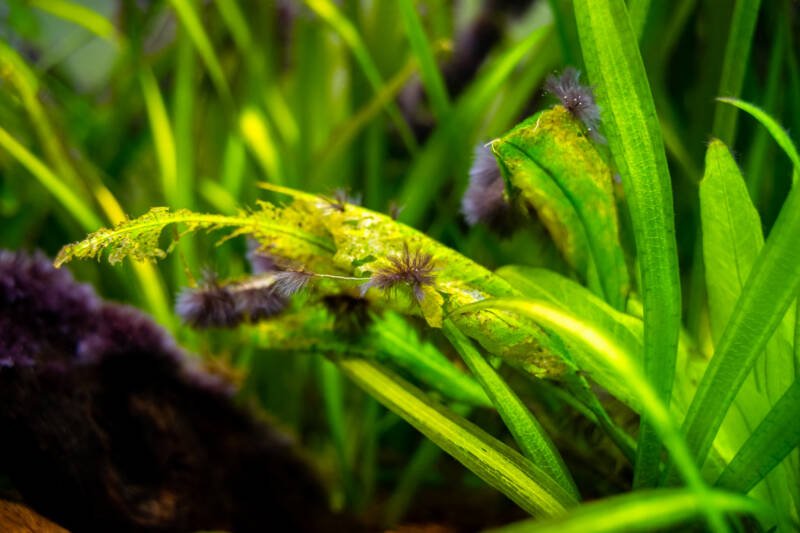 Black beard algae or brush algae (Audouinella sp.) growing on aquarium plant leaves