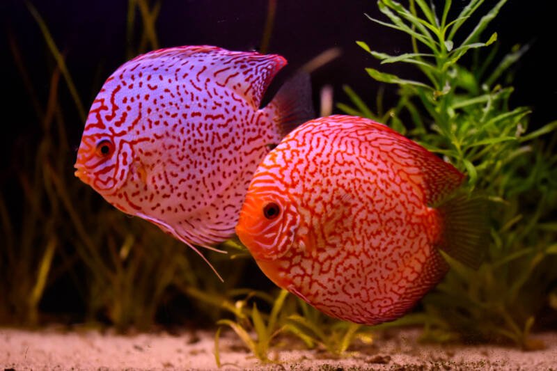 A pair of discus fish in a planted aquarium