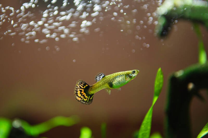 Male of Poecilia reticulata also known as guppy swimming in a planted tank with some oxygen bubbles