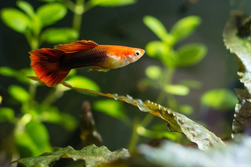 Poecilia reticulata commonly known as guppy swimming in a planted aquarium