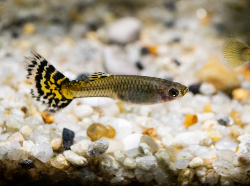 Poecilia reticulata also known as guppy swimming very close to substrate in an aquarium