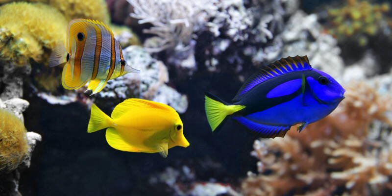 Paracanthurus hepatus also known as blue tang swimming with other marine fish in the aquarium