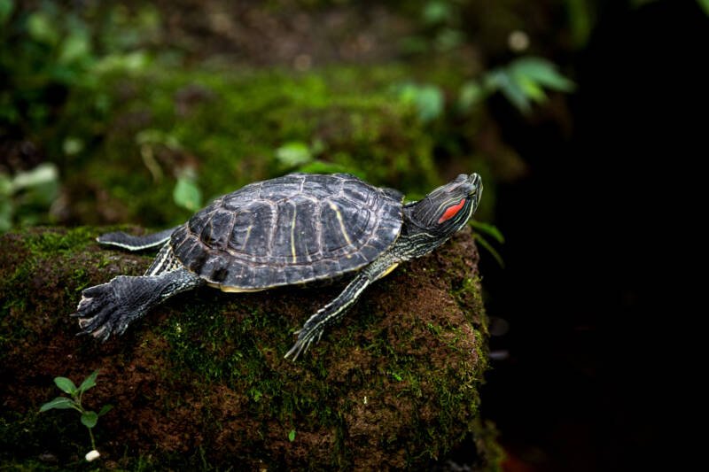 Red-eared slider turtle resting on a rock