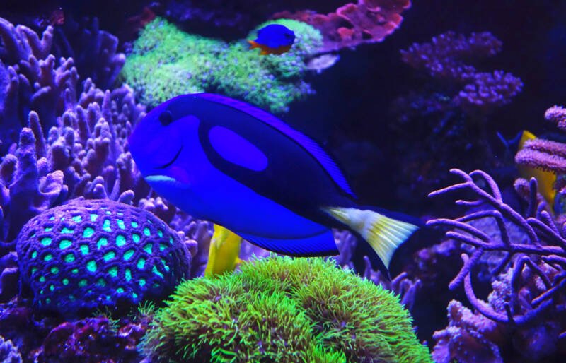 Paracanthurus hepatus also known as regal surgeonfish or blue regal tang swimming in a reef tank