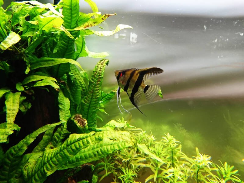 Female angelfish swimming in a densely planted tank