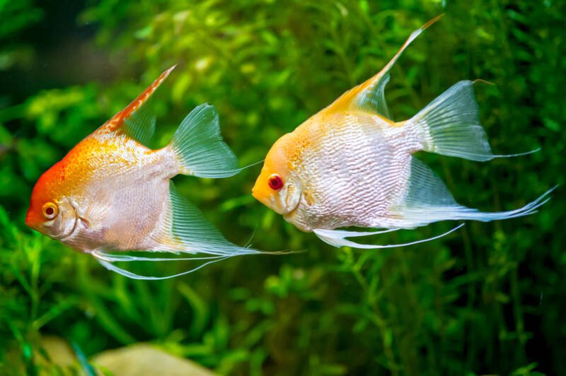 A pair of gold veil angelfish swimming in a planted aquarium