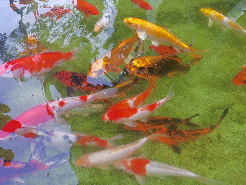 A big school of koi fish in the pond