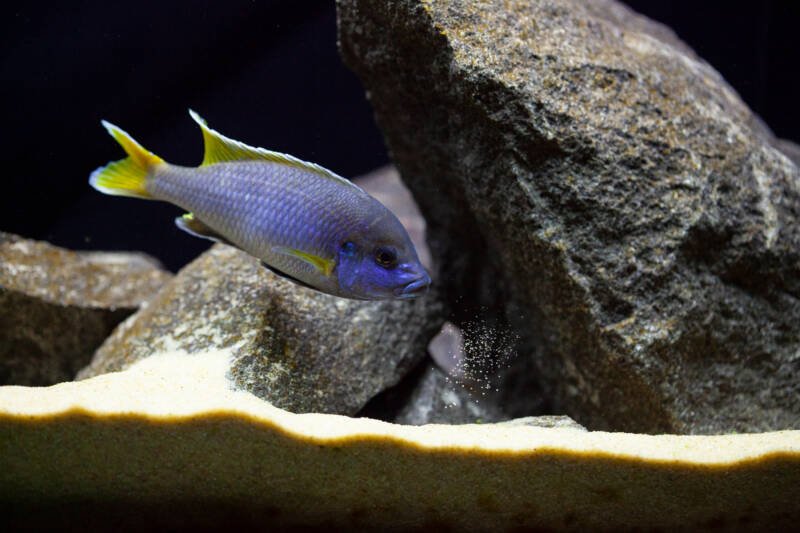Acei cichlid swimming downwards in a freshwater aquarium