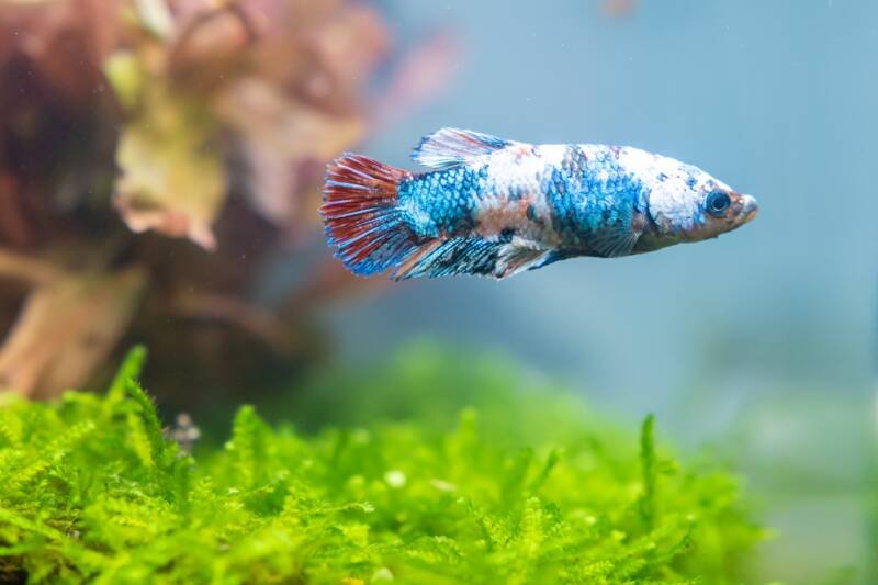 Blue betta fish in a planted tank
