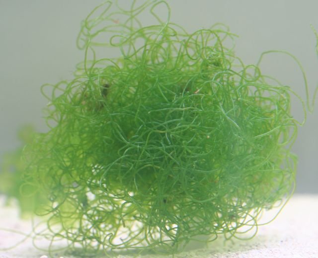 Chaetomorpha green algae in reef tank refugium