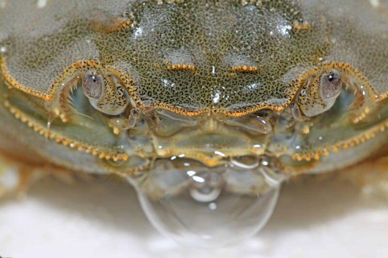 Close up of spitting bubble of crab 