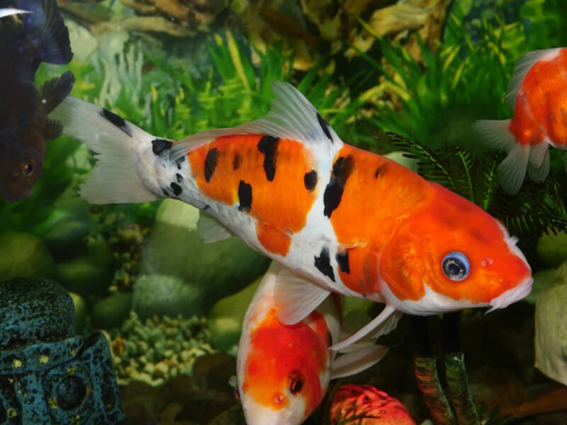 Goldfish swimming in a planted aquarium