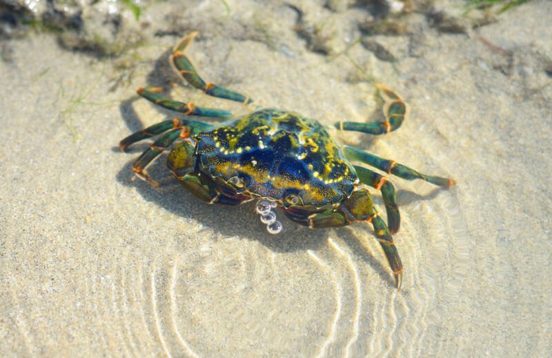 Green saltwater shore crab (Carcinus maenas) in natural habitat