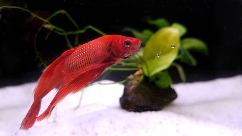 View of a male red veiltail betta in the aquarium