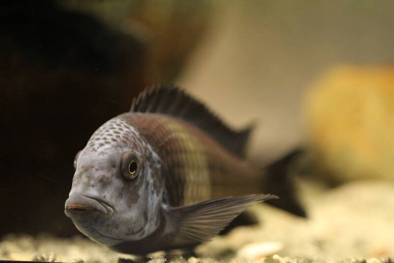 Tropheus dubpoisi also known as white spotted cichlid swimming close to the bottom in a freshwater aquarium