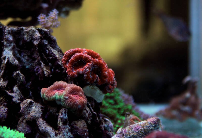 Acan LPS coral in a reef tank