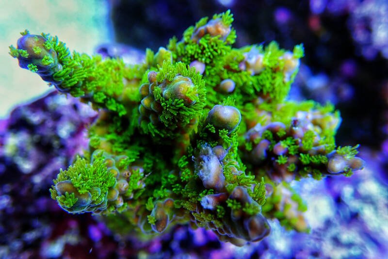 Acropora microclados LPS coral in a reef tank