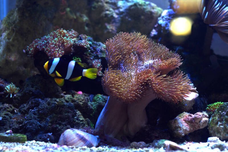 Clownfish with its anemone in a a reef tank