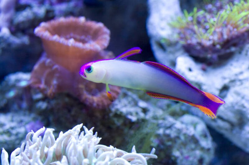 Nemateleotris decora also known as purple dartfish or firefish in a reef tank