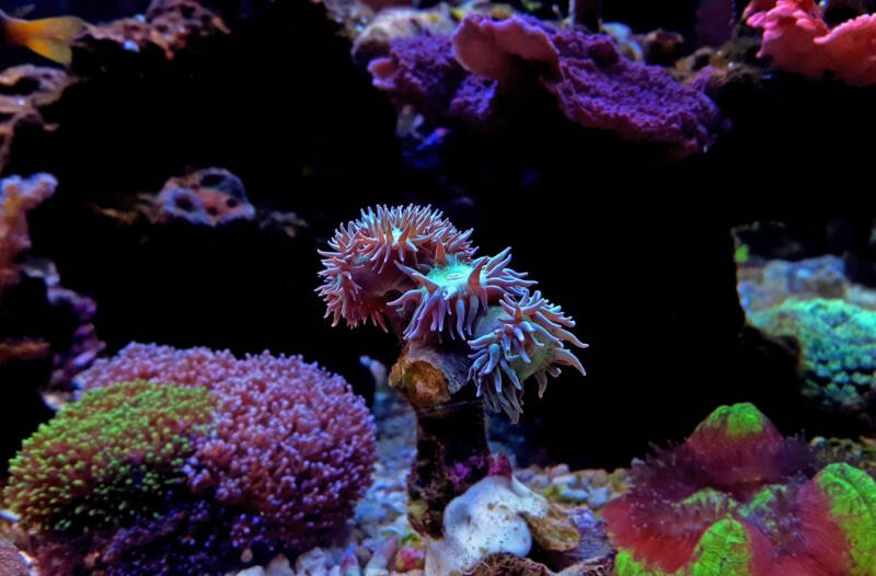 LPS corals and a splendid duncan coral in a reef tank 