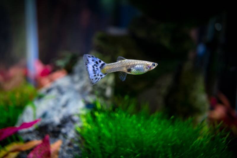 Female guppy swimming in a planted tank