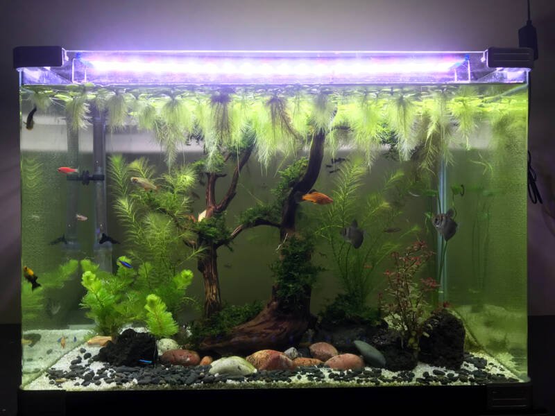 Planted freshwater nano aquarium with floating plants