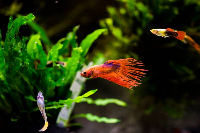 The Siamese fighting fish also known as betta fish swimming with guppies in the same planted tank