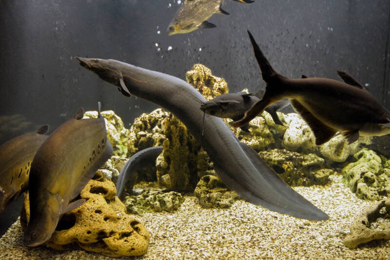 Large freshwater aquarium with eels and bala sharks