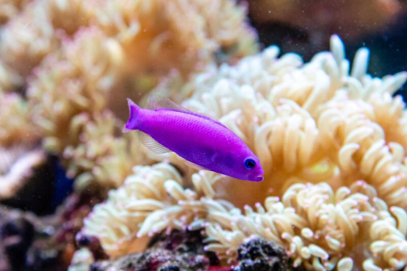 Pictichromis porphyrea also known as royal or magenta dottyback in a reef tank