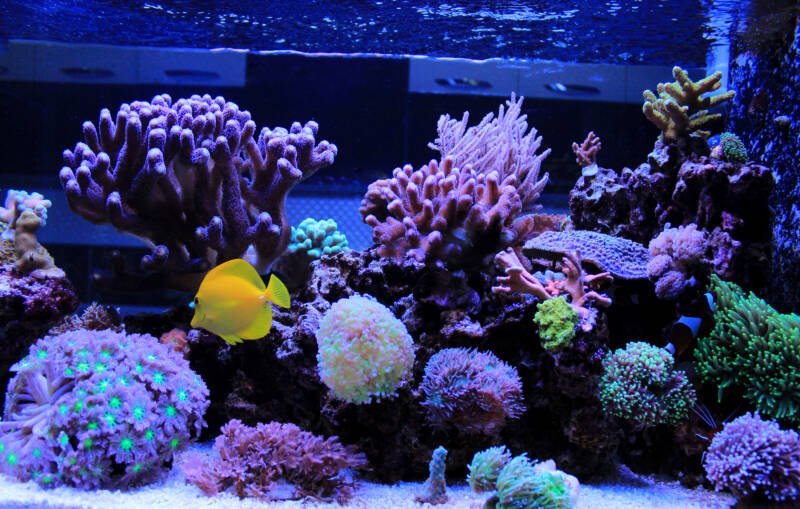 Reef tank