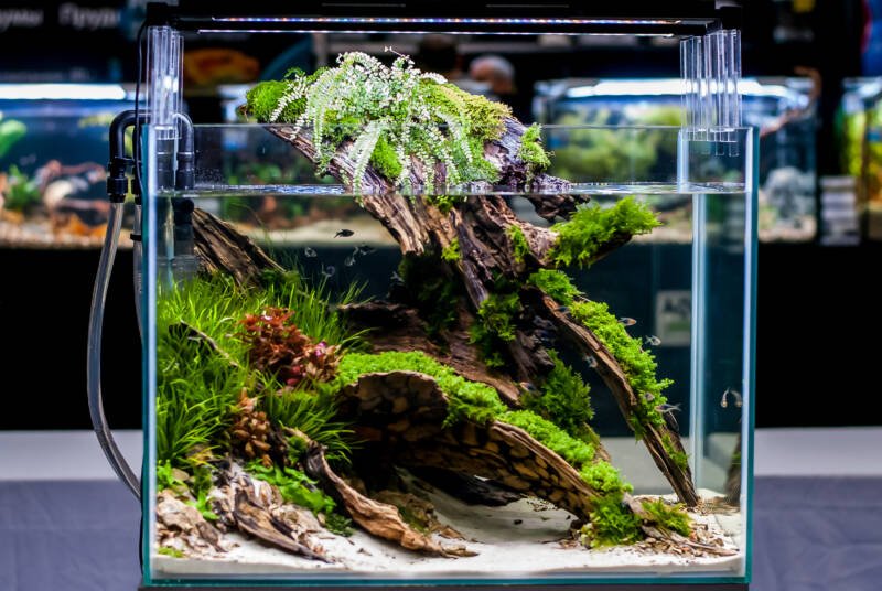 Planted nano tank decorated with some driftwood