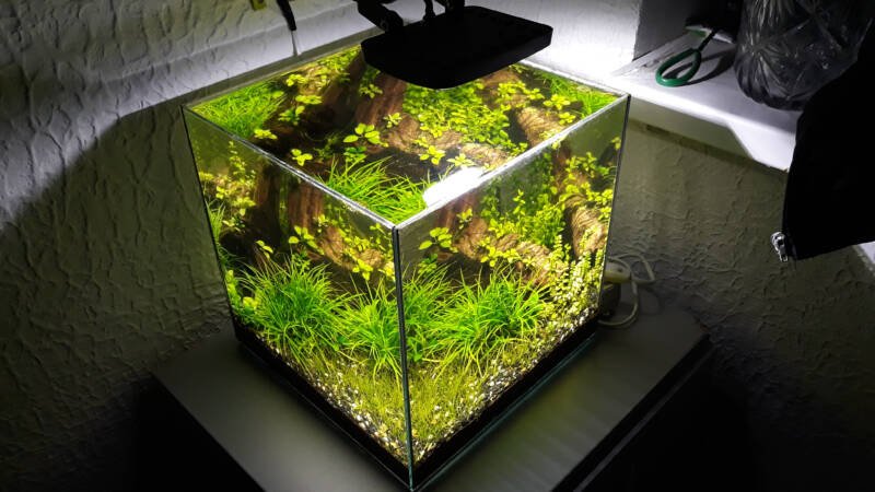 Planted nano tank with aquarium light