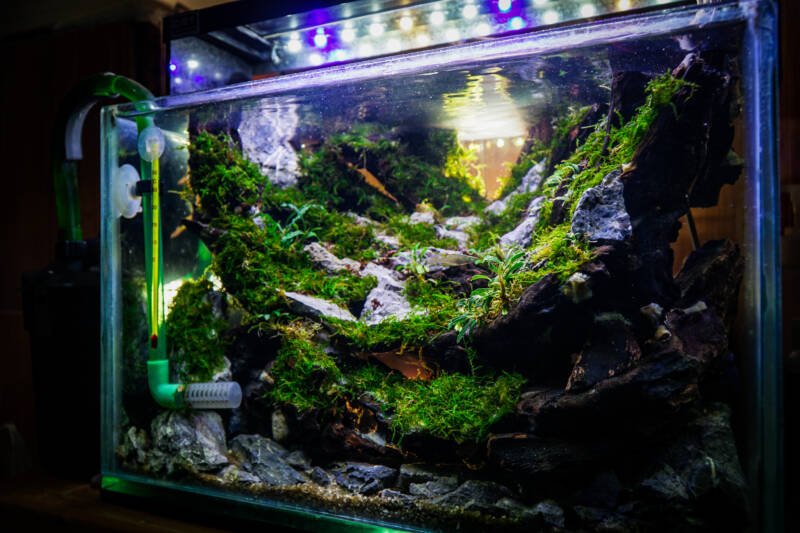 Nature style aquascape with LED lights