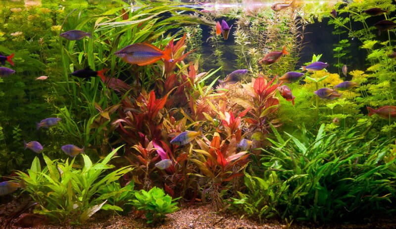 A beautiful planted aquarium with rainbow fish