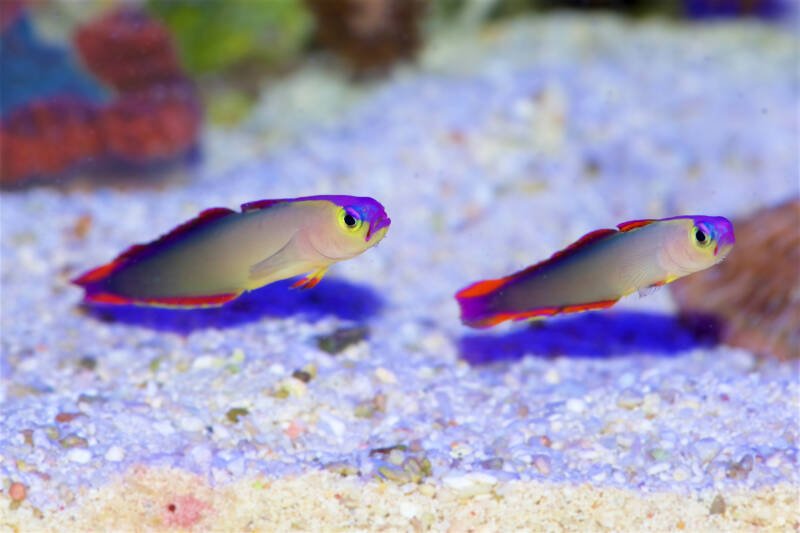 A pair of purple firefish or dartfish swimming near sandy bottom in a reef tank