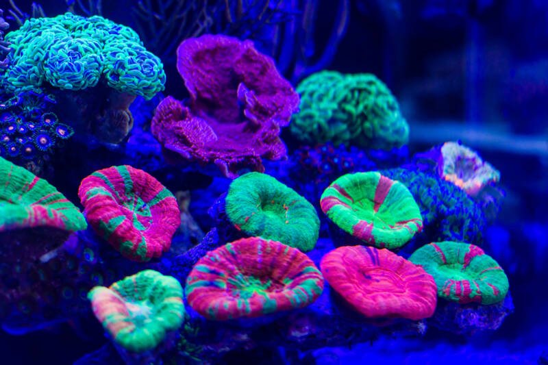 Brain LPS coral scolymia species in a frag tank