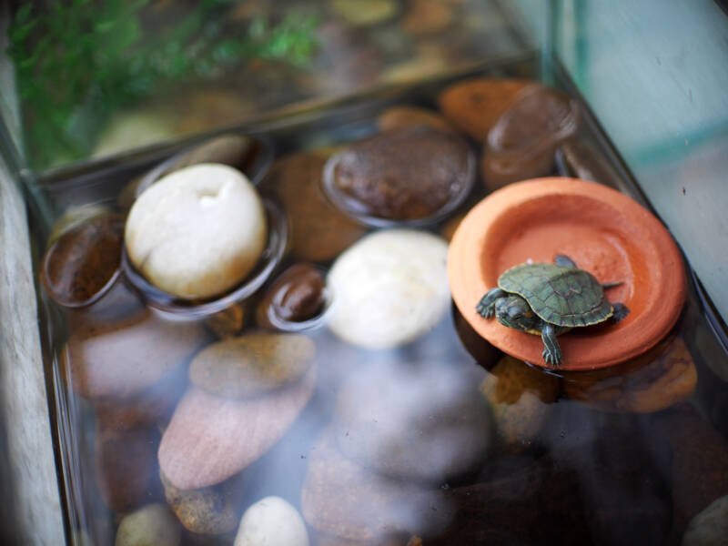 A small green turtle resting on floating dish in a glass aquarium decorated with river stones
