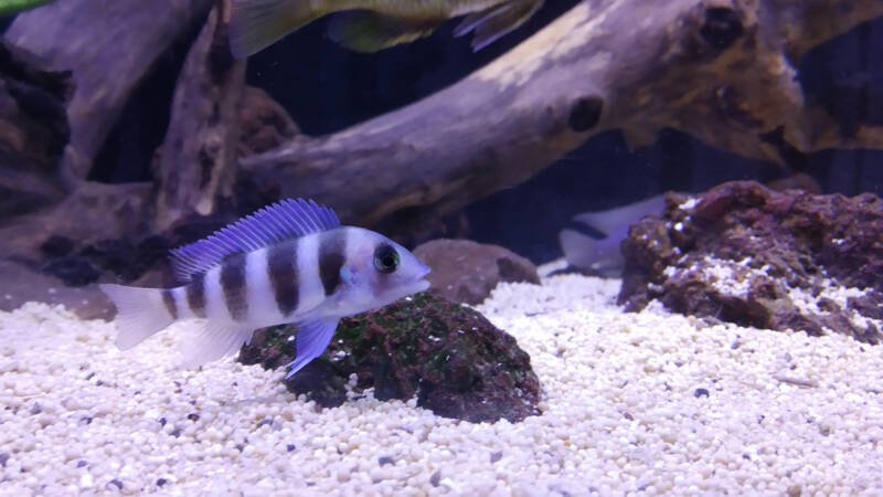 Baby African cichlid frontosa in the aquarium