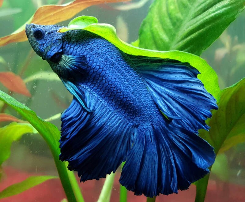 Blue Betta splendens in a planted aquarium 