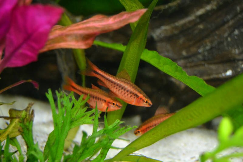 Several Puntius titteya also known as cherry barbs in a planted tank