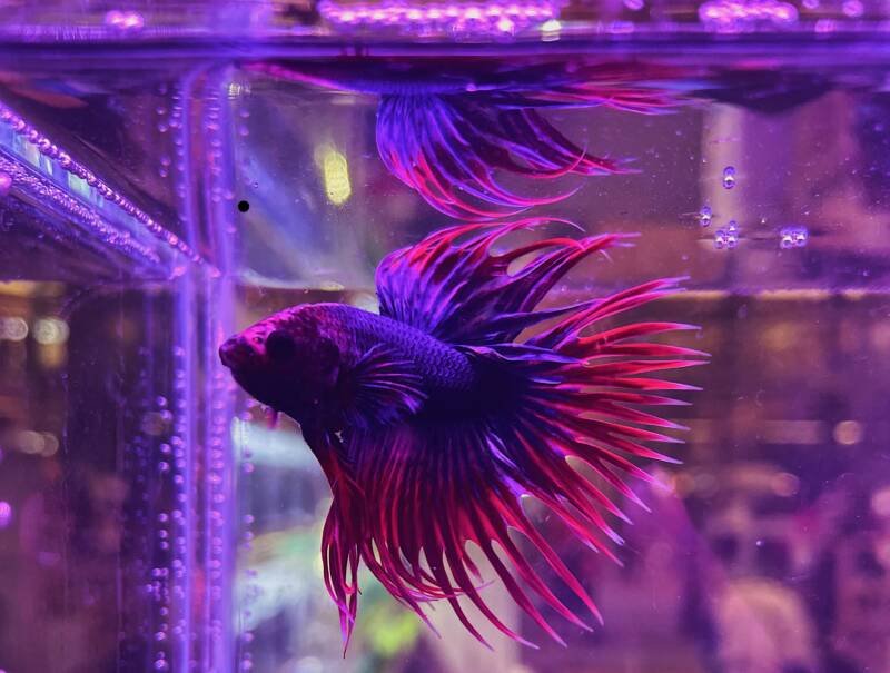 Red and blue crowntail betta fish in the aquarium