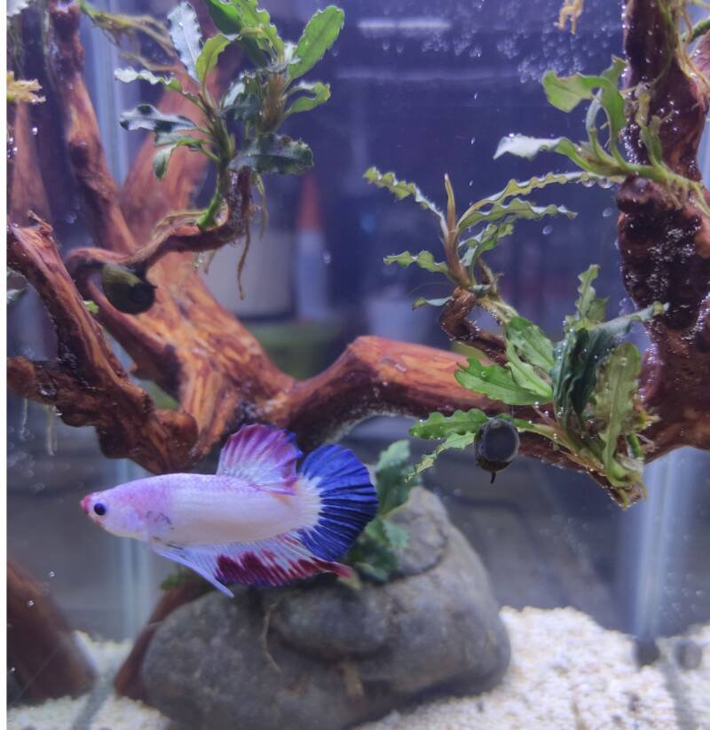 Flamengo betta swimming in a decorated aquarium with live plants, driftwood and stones