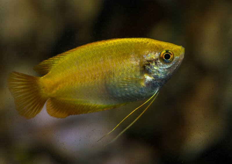 Trichogaster chuna also known as gold honey gourami on a blurred background
