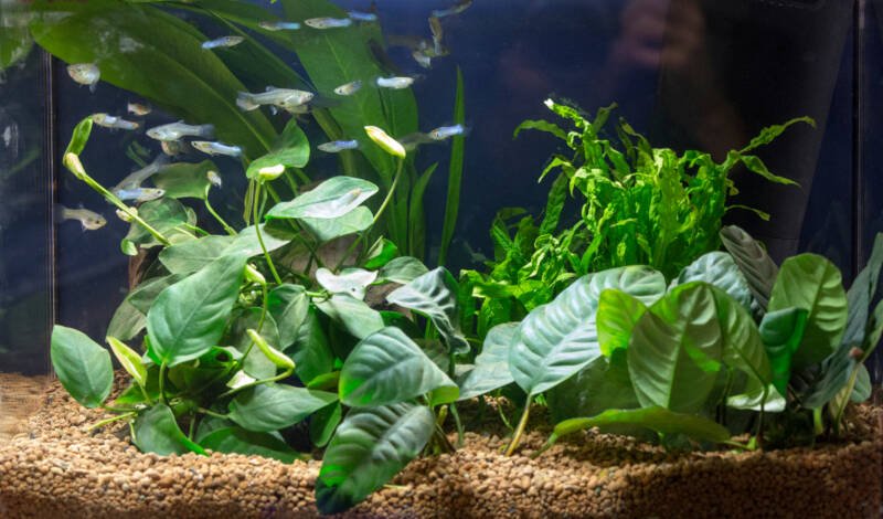 A beautiful planted guppy aquarium setup