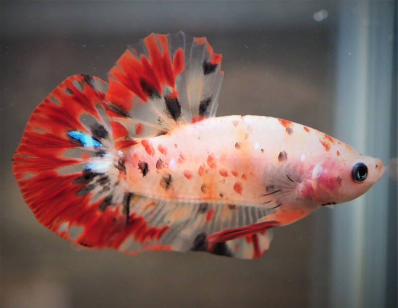 New variation of fighting fish Ikan Cupang or commonly named betta fish swimming in a freshwater aquarium