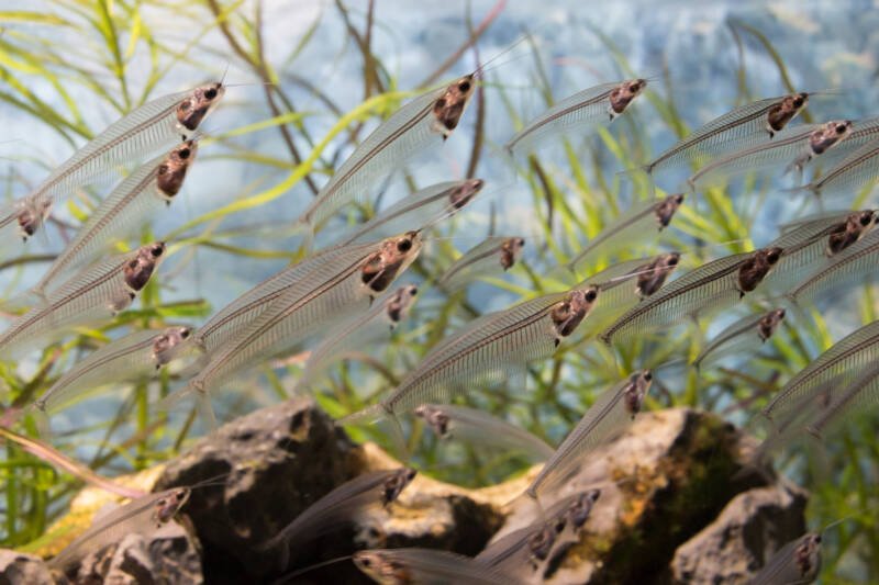 A school of Kryptopterus vitreolus also known as glass catfish swimming in a decorated aquarium